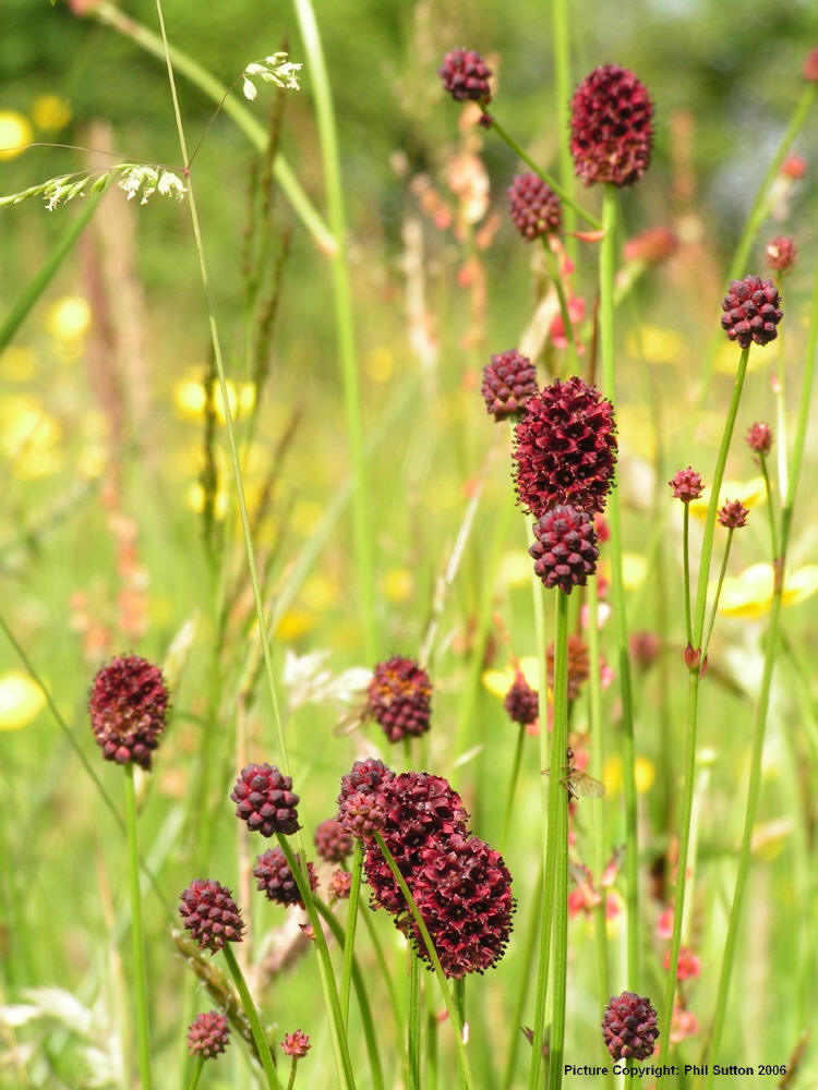 Great burnet thrives in this damp meadow Great burnet thrives in this damp meadow